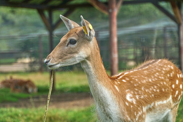 Spotted deer eating grass. A deer walks in the Park. A DOE walks in the forest. High quality FullHD footage
