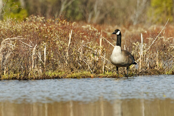 Fototapeta premium A Canada goose standing on the edge of a marsh in Canada