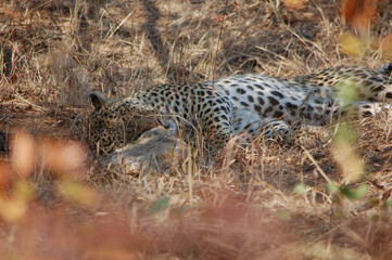 Leopard in Kruger National Park