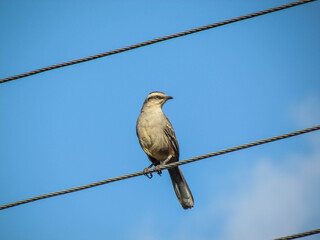 Nova Friburgo - Rio de Janeiro - Brazil - March, 2021: A Brazilian bird on the high voltage wires, with a blue sky in the background.