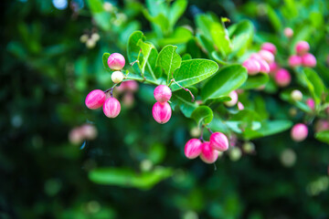 Mango yawn lime or bengal currant, christ's thorn or carunda or karonda thailand fruit.