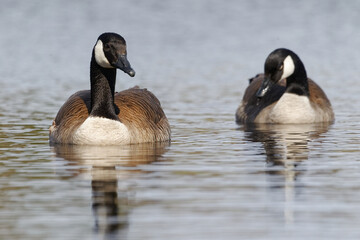 Canada geese