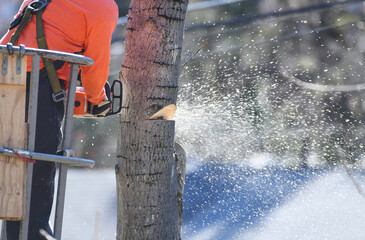 manual worker sawing the tree trunk for tree removal