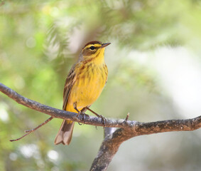 Fototapeta premium &nbsp;palm warbler standing on branch in woods