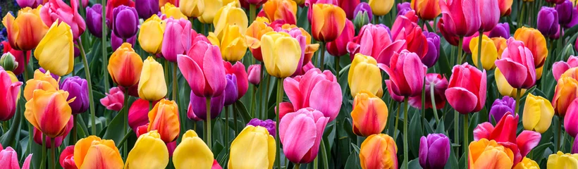 Sierkussen Field of bright tulips in pink, yellow, orange, purple, and red as a vibrant nature background  © knelson20