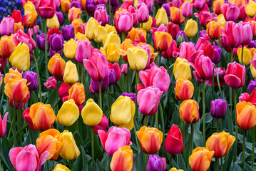 Fototapeta premium Field of bright tulips in pink, yellow, orange, purple, and red as a vibrant nature background 