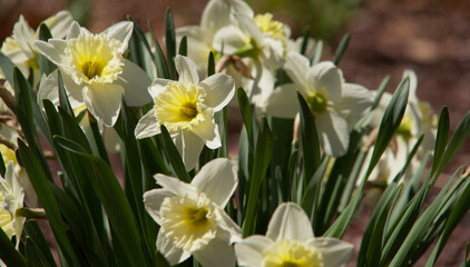 Daffodils on a spring day