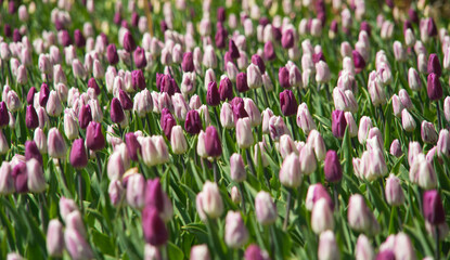 Tulips on a spring day