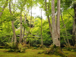 Fototapeta premium 苔寺の園庭