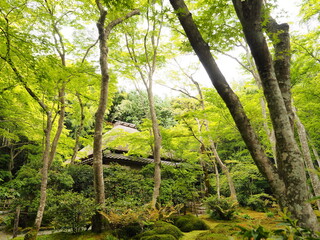 苔寺の園庭