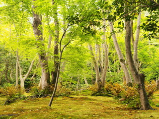 Fototapeta na wymiar 苔寺の園庭