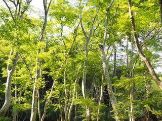 Fototapeta premium 苔寺の園庭