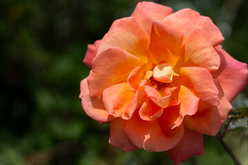 flower orange