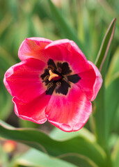 Awesome colorful tulip flowers with close up views and sky background