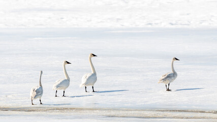 Arctic tundra trumpeter swans seen in northern Canada, during their migration to the Bering Sea for the summer. Small flock walking across an icy landscape in Yukon Territory. 