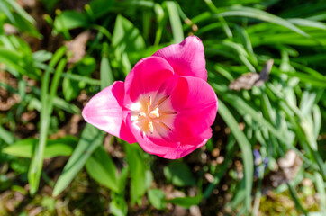 Obraz na płótnie Canvas Flowering Garden Tulip on a spring afternoon