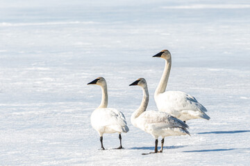 Arctic tundra trumpeter swans seen in northern Canada, during their migration to the Bering Sea for the summer. Small flock walking across an icy landscape in Yukon Territory.  - obrazy, fototapety, plakaty