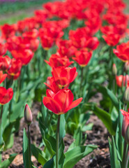 Awesome colorful tulip flowers with close up views and sky background