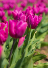Awesome colorful tulip flowers with close up views and sky background