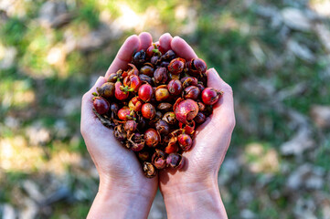 Dried fresh skin of cherry coffee bean  for cascara pulp tea on woman's hands with green yard outdoor background - eco natural product - 431261136