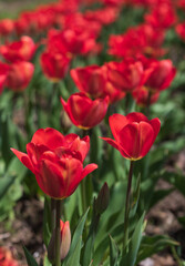 Fototapeta premium Awesome colorful tulip flowers with close up views and sky background