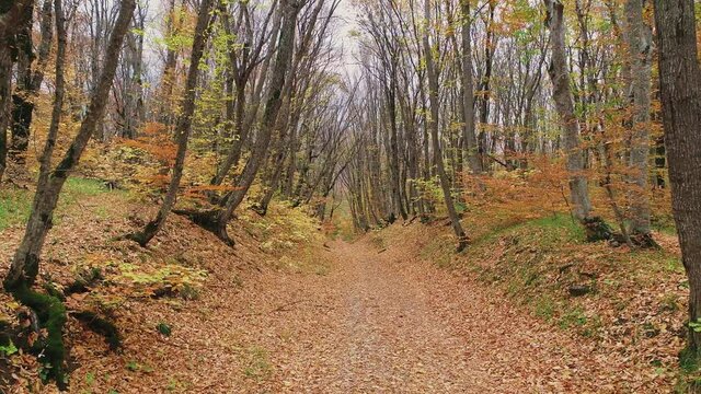 Flight through a beautiful, golden, autumn forest