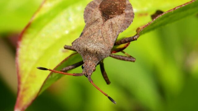 Dock Bug or Dock Leaf Bug, Coreus marginatus