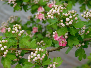 tree blossom in Spring