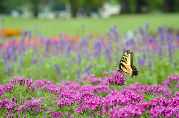 A butterfly on the spring flower