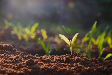 Growing plant,Young plant in the morning light on ground background, New life concept.Small plants...