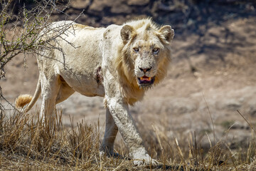 Naklejka premium Male white lion - Kruger Park, South Africa