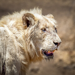 portrait of a white male lion