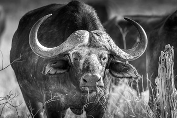 Africa Buffalo  with ox pecker- portrait - Serengeti, Tanzania