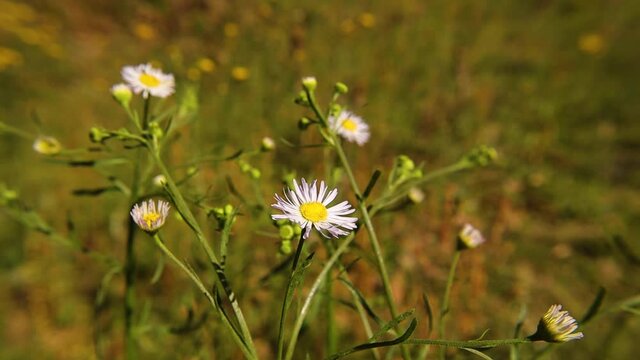 Pan of Yellow and white daisy flowers and yellow dandelions in the background