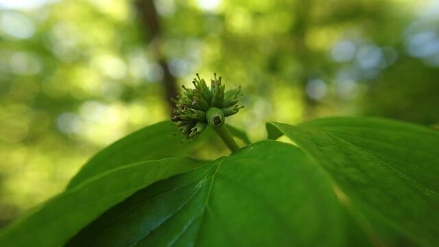 Flowering dogwood bulb corgis Florida plant on a branch