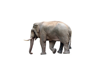 Obraz premium Asian wild elephant isolated on white background