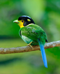 long tailed broadbill bird in the wild