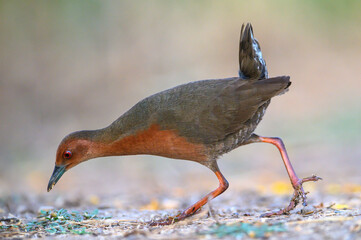Closeup ruddy-breasted crake, Its body is red and likes to tilt its tail.