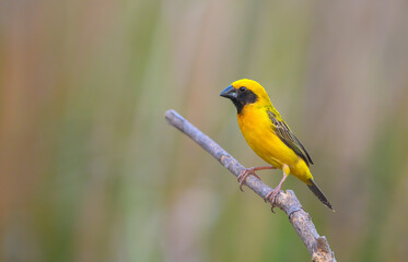 Asian Golden Weaver, Bird with yellow feathers