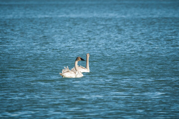 Two arctic tundra swans seen swimming in northern Canada during spring time migration. Open water lake in April. 