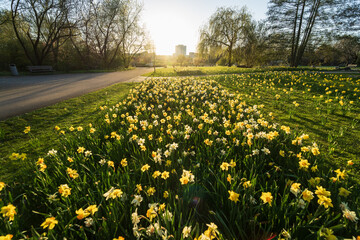 Fototapeta premium Daffodils on the field in the sun.