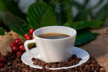 Americano coffee in a white coffee cup with raw and roasted coffee beans background.