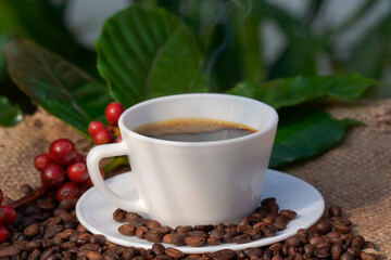 Americano coffee in a white coffee cup with raw and roasted coffee beans background.