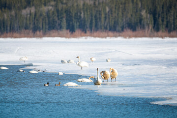 Large flock of tundra trumpeter swans while on a stopover to Alaska during spring time in Yukon Territory, Canada. Some birds feeding, standing on ice and swimming and feeding. 