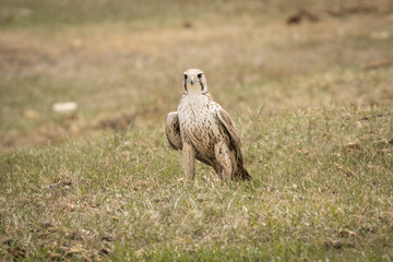 Prairie Falcon
