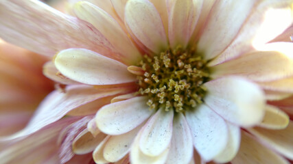 Macro of flower daisy pink yellow