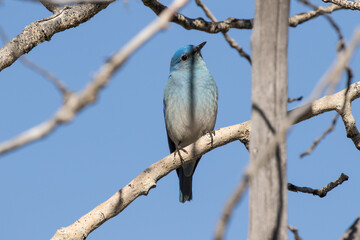Mountain Bluebird with Shadow