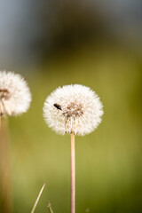 Dandelion with a fly 