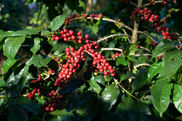 Close Up Coffee beans are ripe, harvested, branches of Arabica coffee plants in Changmai province, Northern Thailand.