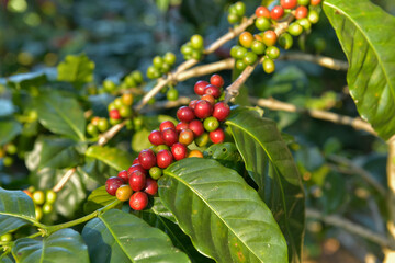 Close Up Coffee beans are ripe, harvested, branches of Arabica coffee plants in Changmai province, Northern Thailand.